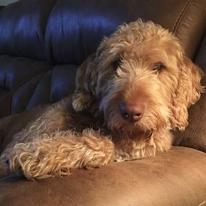 Meet your Posher, Sheila